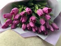 Spring flowers on a pink background, tulips. Bouquet of pink tulips in paper packaging Royalty Free Stock Photo
