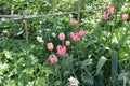 Spring Flowers, Pink Tulips at a Decorarive Fence