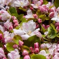 Spring flowers, pink and white flowers of blooming apple tree, buds, closeup. Spring blossom, floral background Royalty Free Stock Photo