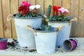 Spring flowers planted in buckets