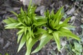 Spring flowers. Plants in the garden. The first shoots of the imperial hazel grouse