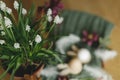 Spring flowers in pot on background of wooden table with easter decor. White muscari blooming in flowerpot close up. Festive Royalty Free Stock Photo