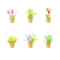 Spring flowers in pot. Flat design red tulips, white snowdrops, yellow primrose