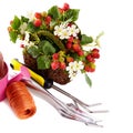 Spring flowers in the pot and garden tools on white Royalty Free Stock Photo