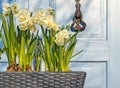 Spring flowers in a pot on the street. Royalty Free Stock Photo
