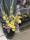 spring flowers in pot.. yellows, purples, pinks, (Easter decoration)