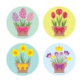 Spring flowers in pots with bows. Set of round banners. Vector illustration of red tulip, yellow daffodil, hyacinth and crocus