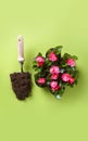 Spring flowers in pots and garden shovel with soil on the green background. Top view. Vertical Royalty Free Stock Photo