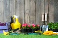Spring flowers in pots, miniature garden tools, copy space Royalty Free Stock Photo