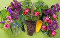 Spring flowers in pots, miniature garden tools and soil on the green background Royalty Free Stock Photo