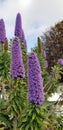 Spring Flowers - Pride of Madeira against the Blue Sky Royalty Free Stock Photo