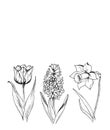 Spring flowers primroses hyacinth Tulip daffodil postcard layout Doodle