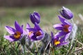 Spring flowers of Pulsatilla Royalty Free Stock Photo