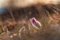 Spring flowers Pulsatilla Grandis on a meadow. Purple flowers on a meadow with a beautiful bokeh and setting the sun in backlight Royalty Free Stock Photo