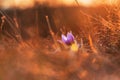 Spring flowers Pulsatilla Grandis on a meadow. Purple flowers on a meadow with a beautiful bokeh and setting the sun in backlight Royalty Free Stock Photo