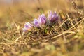 Spring flowers Pulsatilla Grandis on a meadow. Purple flowers on a meadow with a beautiful bokeh and setting the sun in backlight Royalty Free Stock Photo