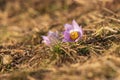 Spring flowers Pulsatilla Grandis on a meadow. Purple flowers on a meadow with a beautiful bokeh and setting the sun in backlight Royalty Free Stock Photo