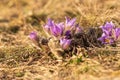 Spring flowers Pulsatilla Grandis on a meadow. Purple flowers on a meadow with a beautiful bokeh and setting the sun in backlight Royalty Free Stock Photo