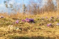 Spring flowers Pulsatilla Grandis on a meadow. Purple flowers on a meadow with a beautiful bokeh and setting the sun in backlight Royalty Free Stock Photo