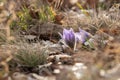 Spring flowers Pulsatilla Grandis on a meadow. Purple flowers on a meadow with a beautiful bokeh and setting the sun in backlight Royalty Free Stock Photo