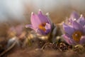 Spring flowers Pulsatilla Grandis on a meadow. Purple flowers on a meadow with a beautiful bokeh and setting the sun in backlight Royalty Free Stock Photo