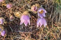 Spring flowers Pulsatilla Grandis on a meadow. Purple flowers on a meadow with a beautiful bokeh and setting the sun in backlight Royalty Free Stock Photo