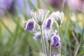 Pulsatilla patens sleep-grass close-up on a blurred bright background Royalty Free Stock Photo
