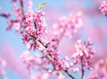 Spring Flowers. Purple Cercis Canadensis Royalty Free Stock Photo