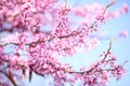 Spring Flowers. Purple Cercis Canadensis Royalty Free Stock Photo