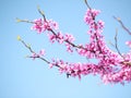 Spring Flowers. Purple Cercis Canadensis Royalty Free Stock Photo