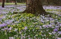 Spring flowers - Purple Crocus and Yellow Winter Aconite