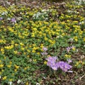 Spring flowers - Purple Crocus - Yellow Winter Aconite - White S