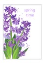 Spring flowers purple hyacinths