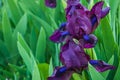 Spring flowers, purple irises in the garden Royalty Free Stock Photo