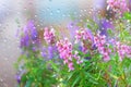 spring flowers rain drops, flowers fresh rain Royalty Free Stock Photo