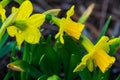 Spring Flowers After Rain