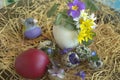 Multicolored Gouldian finch between blooming spring flowers and a red Easter egg.
