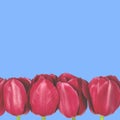 Spring flowers-red tulips with green stalks lie on a white background. closeup Royalty Free Stock Photo