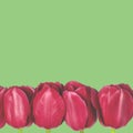 Spring flowers-red tulips with green stalks lie on a white background. closeup Royalty Free Stock Photo