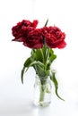 Spring flowers red tulips ina vase Royalty Free Stock Photo