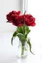 Spring flowers red tulips ina vase Royalty Free Stock Photo