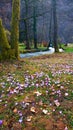 Spring, flowers, river, forest. Nature beauty. Rijeka Bosna.