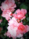 Spring flowers roses Royalty Free Stock Photo
