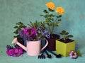 Spring flowers, roses in pot, working tools and watering can oer blue background Royalty Free Stock Photo