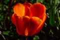 Orange Tulip flower in Spring Royalty Free Stock Photo