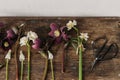 Spring flowers rustic flat lay. Beautiful helleborus, muscari, daffodils, scissors on aged wooden background. First spring flowers Royalty Free Stock Photo