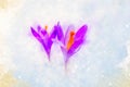 Spring flowers, saffron and softly blurred watercolor background.