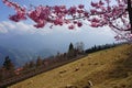 Spring flowers sakura cherry blossoms nature beauty Royalty Free Stock Photo