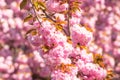 Spring flowers. Sakura Festival. Cherry Blossom Trees. Sakura spring flowers background. Royalty Free Stock Photo