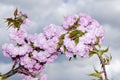 Spring Flowers Sakura Gorgeous Blossom Blooming Japanese Decorative Royalty Free Stock Photo